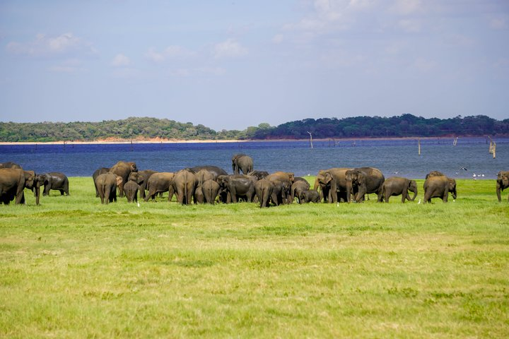 Minneriya National Park halfday Safari - Photo 1 of 25